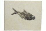 Fossil Fish (Diplomystus) - Wyoming #222848-1